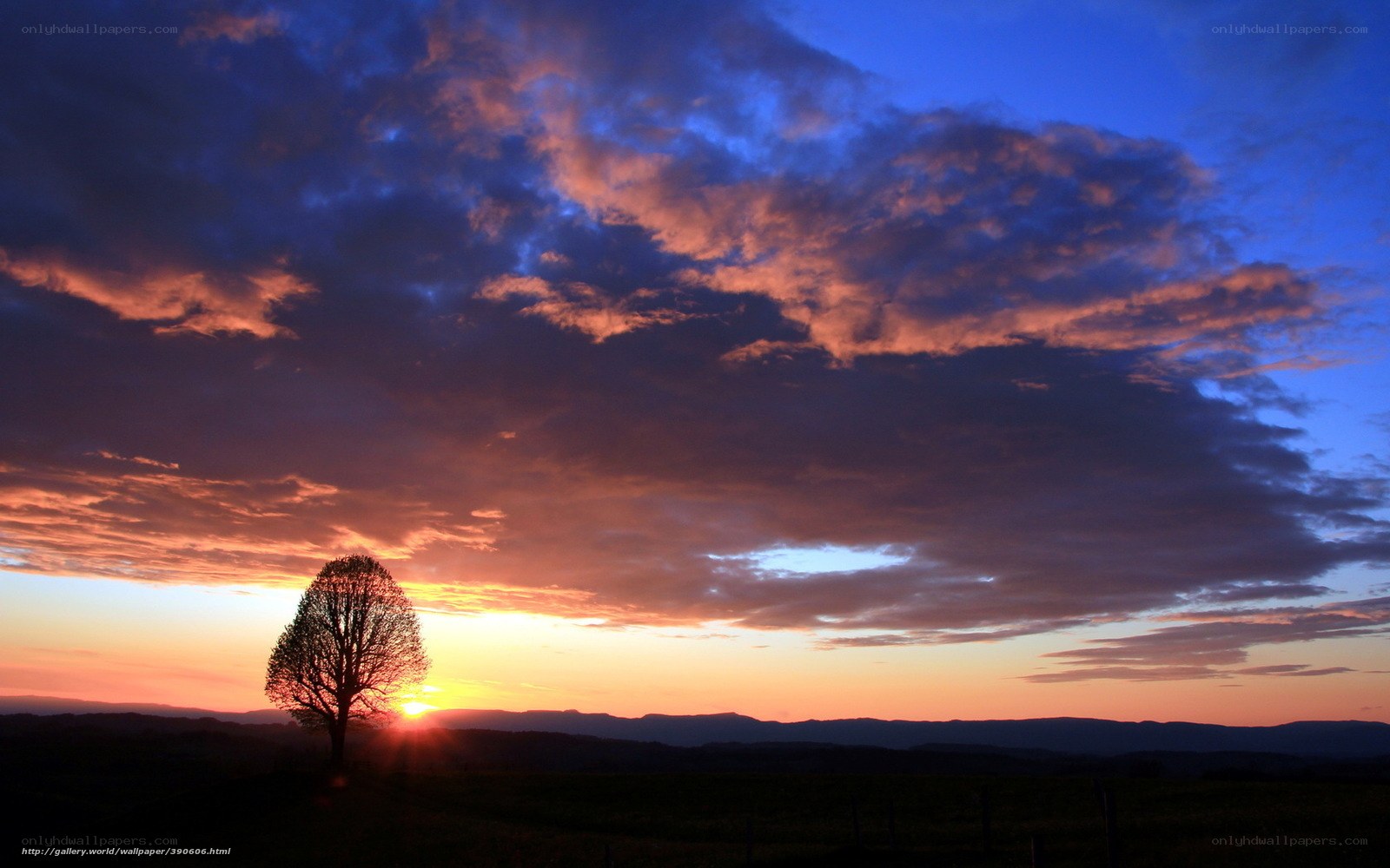 Sunset with lone tree