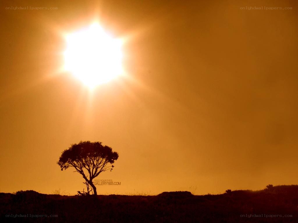 Sunset with lone tree