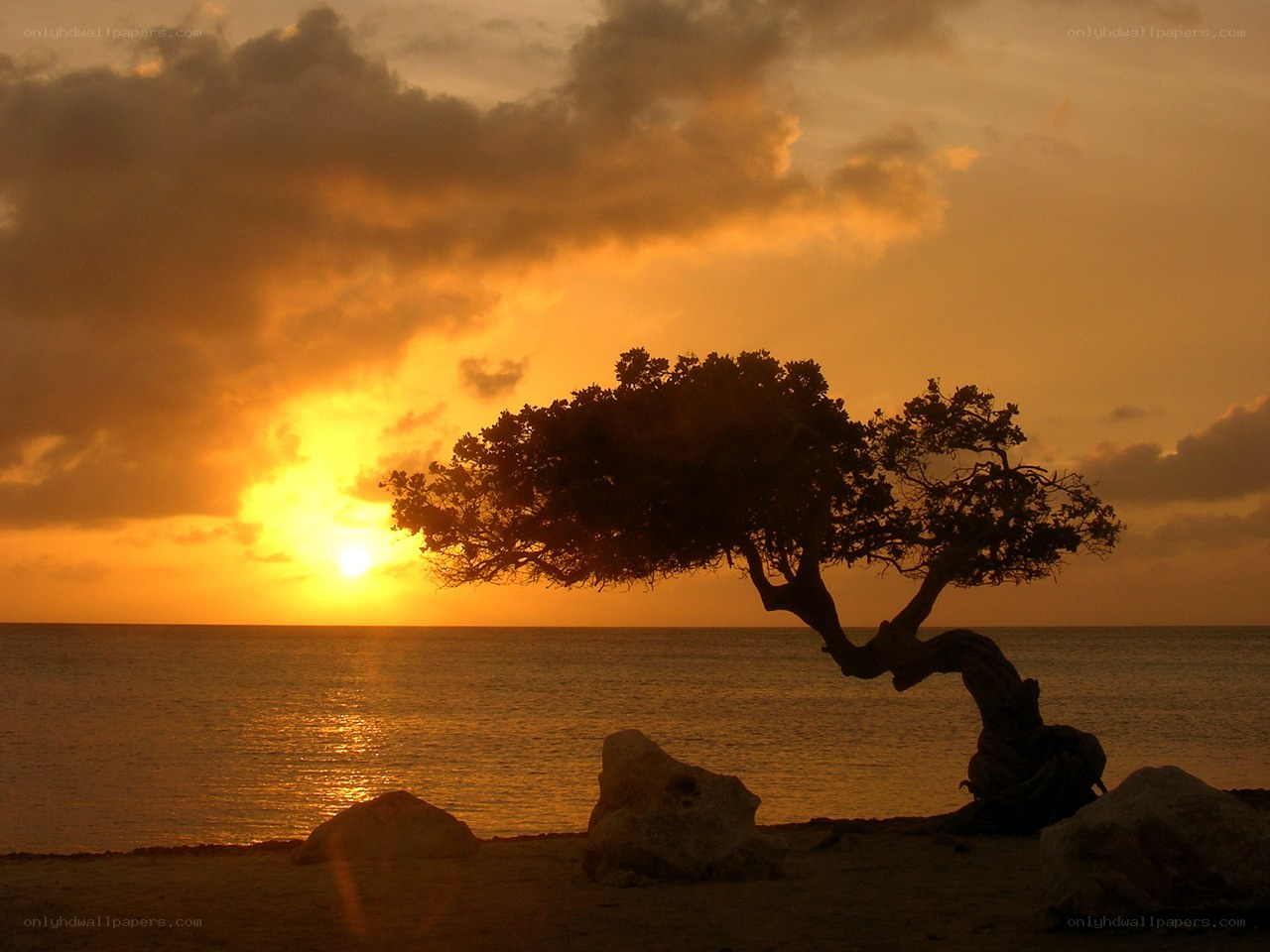 Sunset with lone tree silhouette