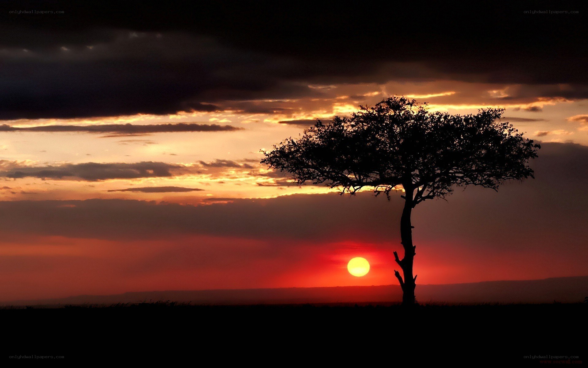 sunset with lone tree silhouette