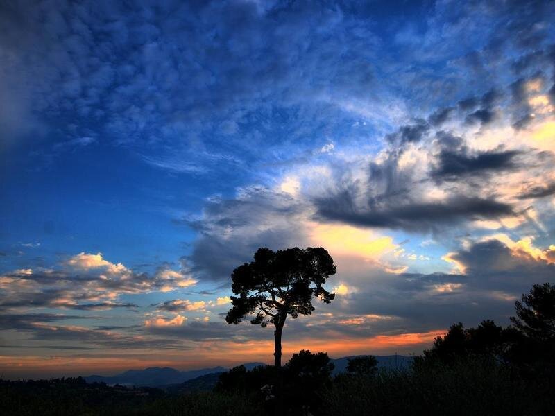 sunset with lone tree silhouette
