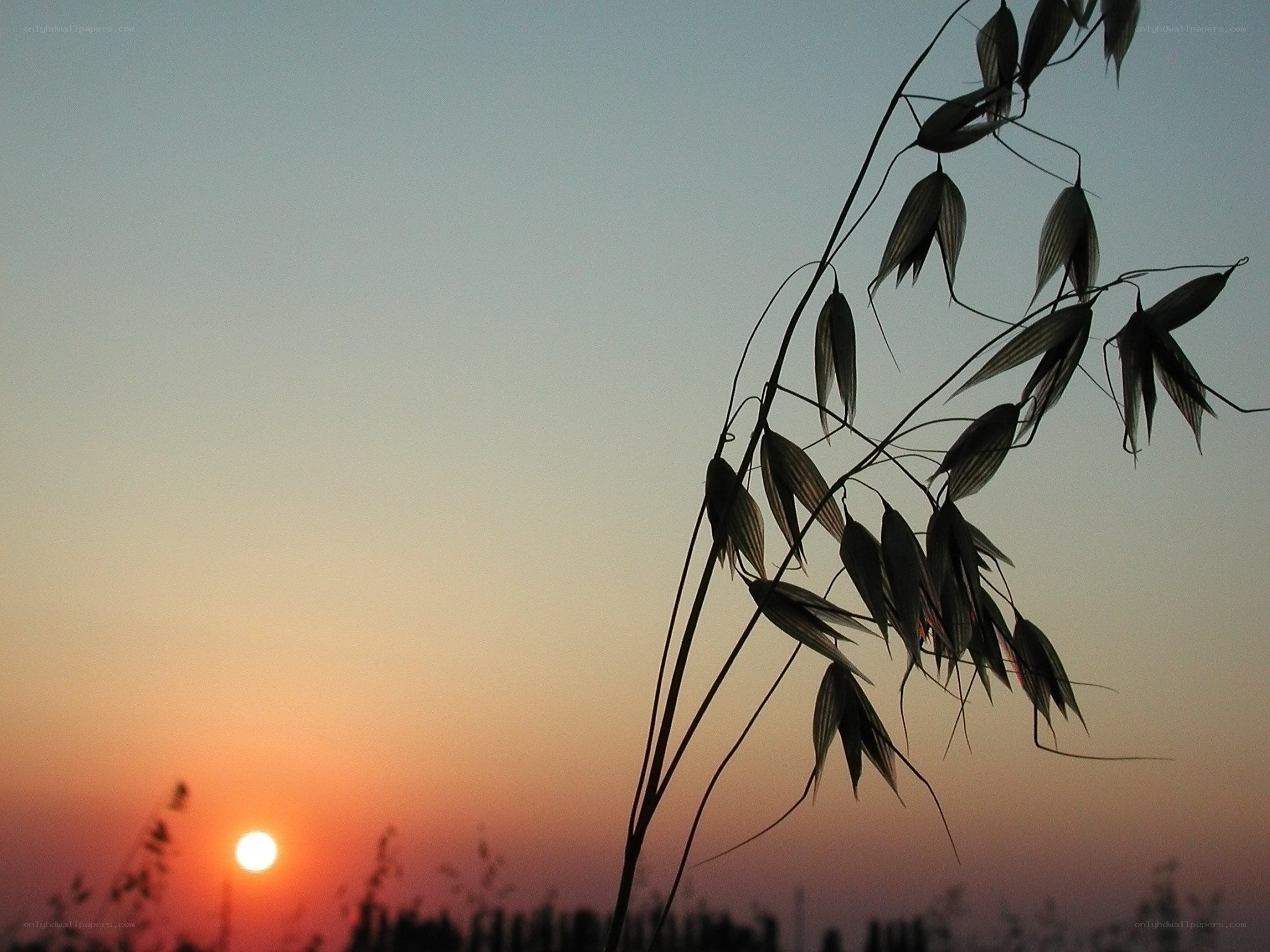 Sunset with oat plant silhouette