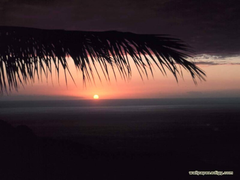 Sunset with palm frond