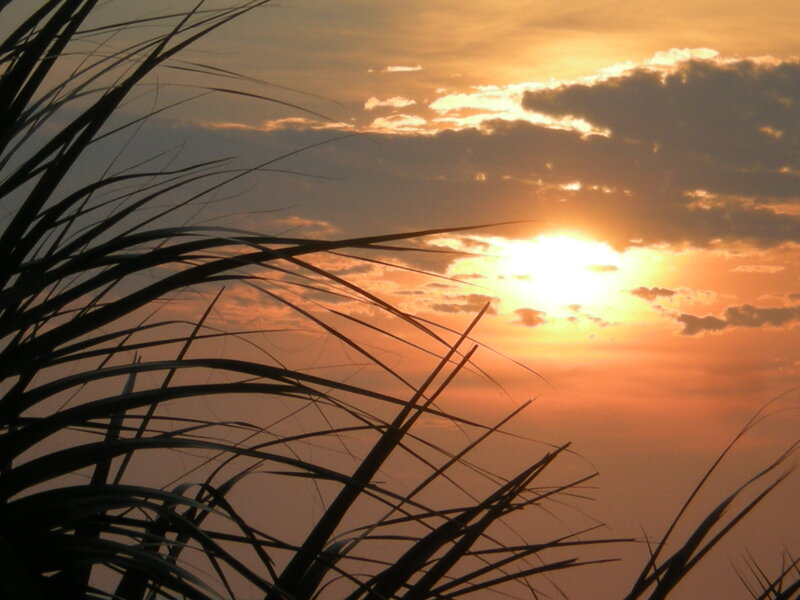 Sunset with palm fronds