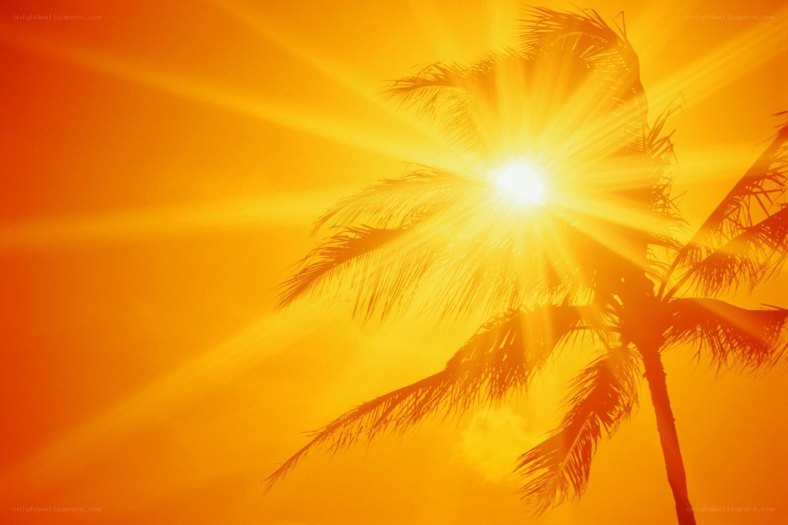 Sunset with palm tree silhouette