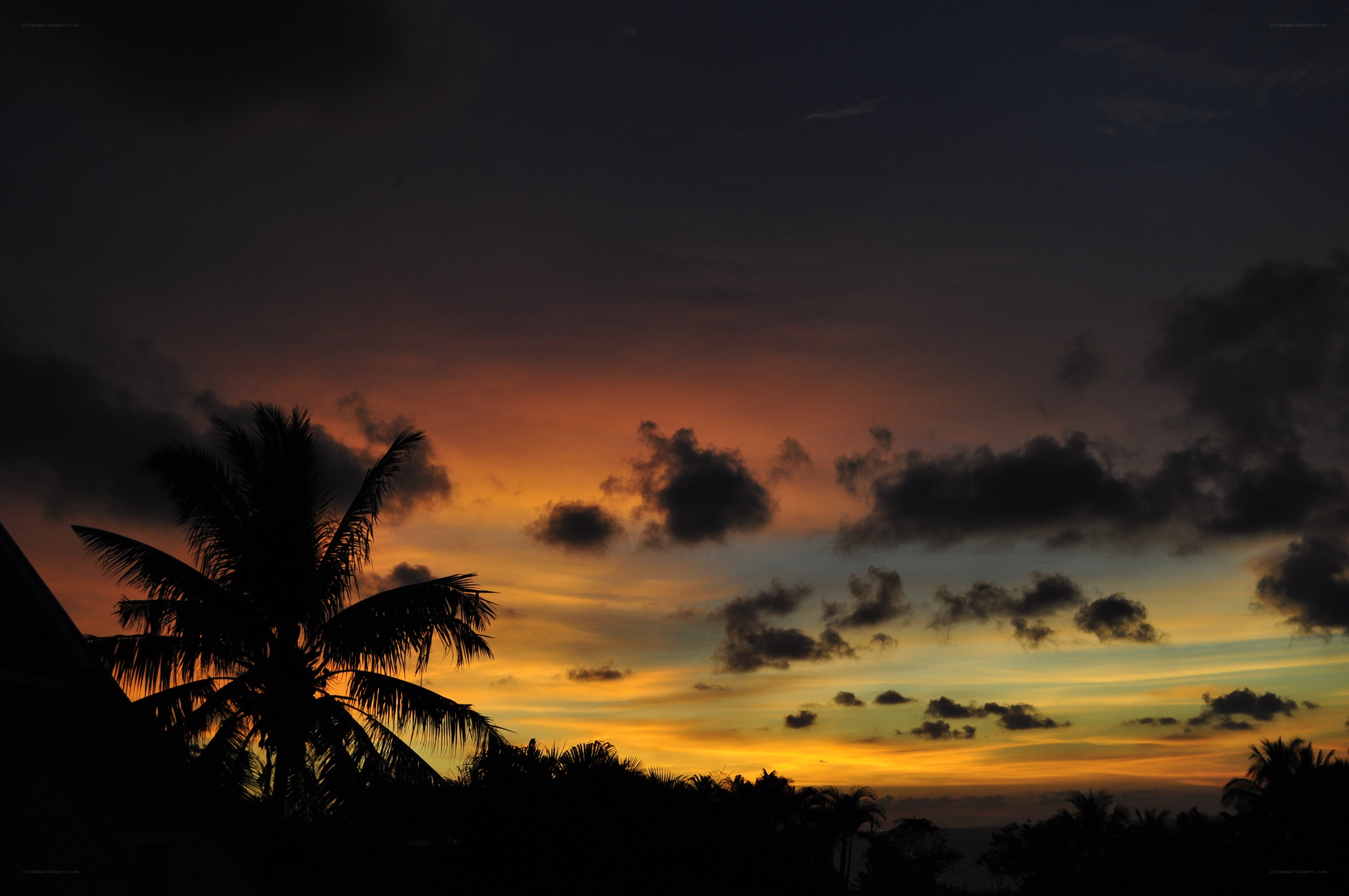 sunset with palm tree silhouette