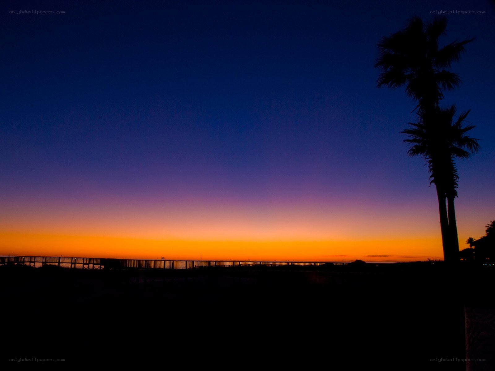 sunset with palm tree silhouette