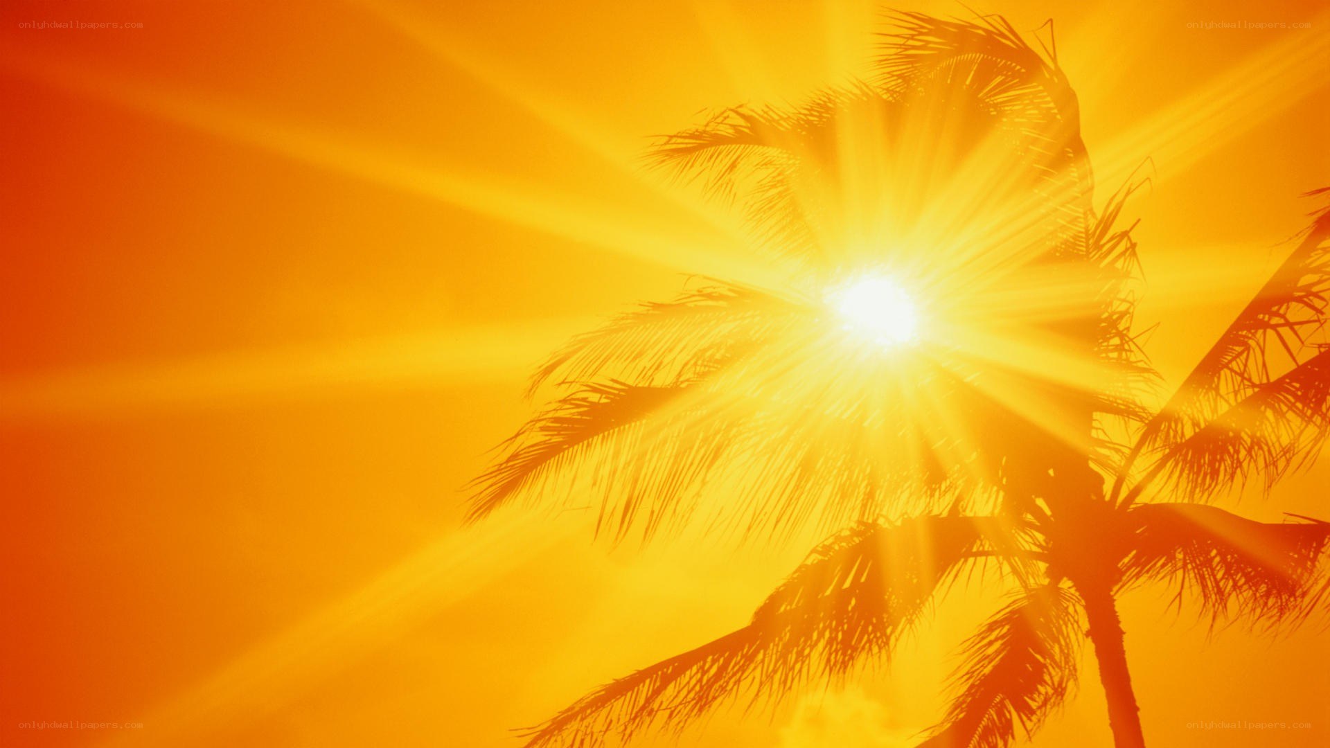Sunset with palm tree silhouette