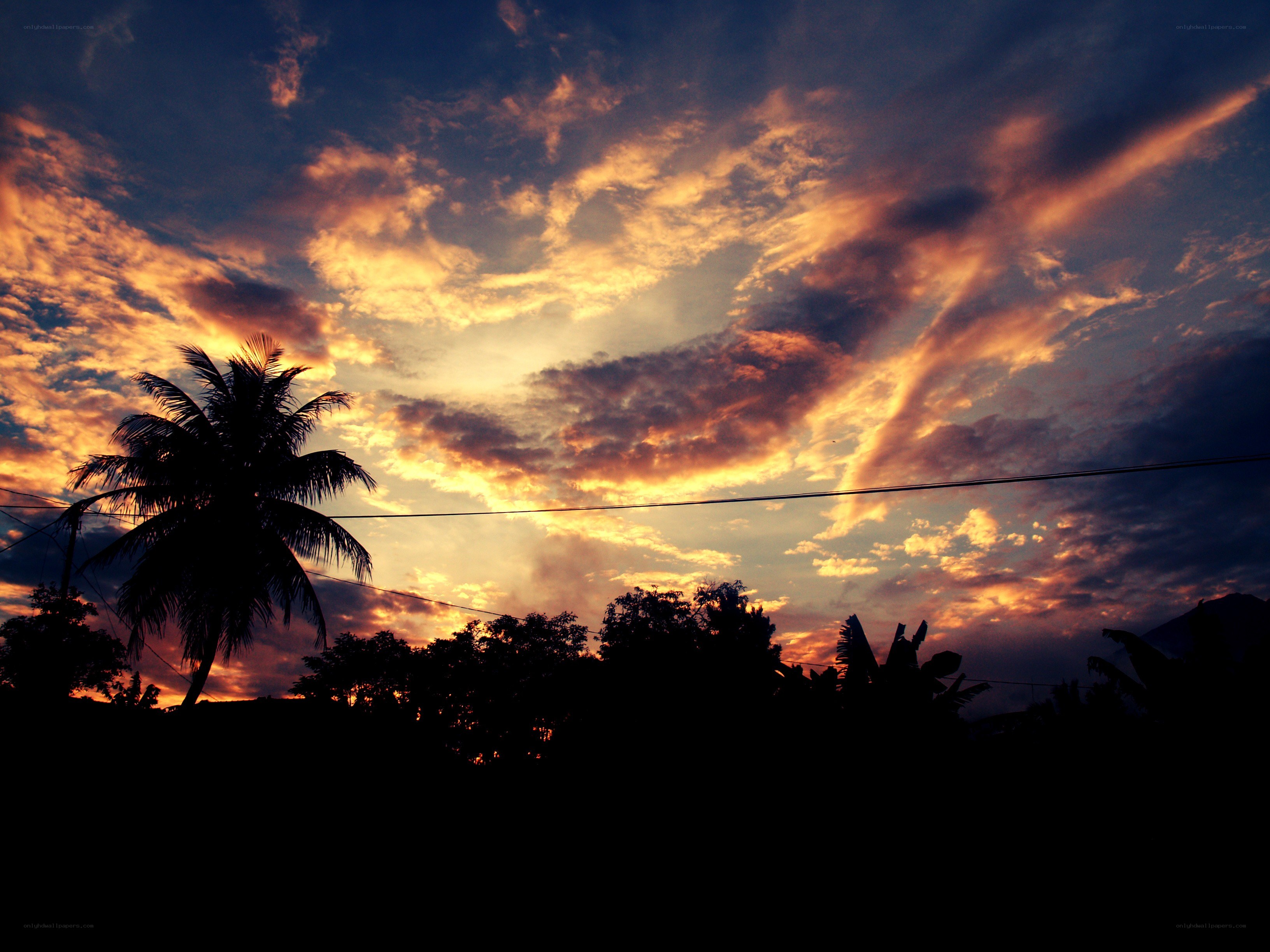 sunset with palm tree silhouette