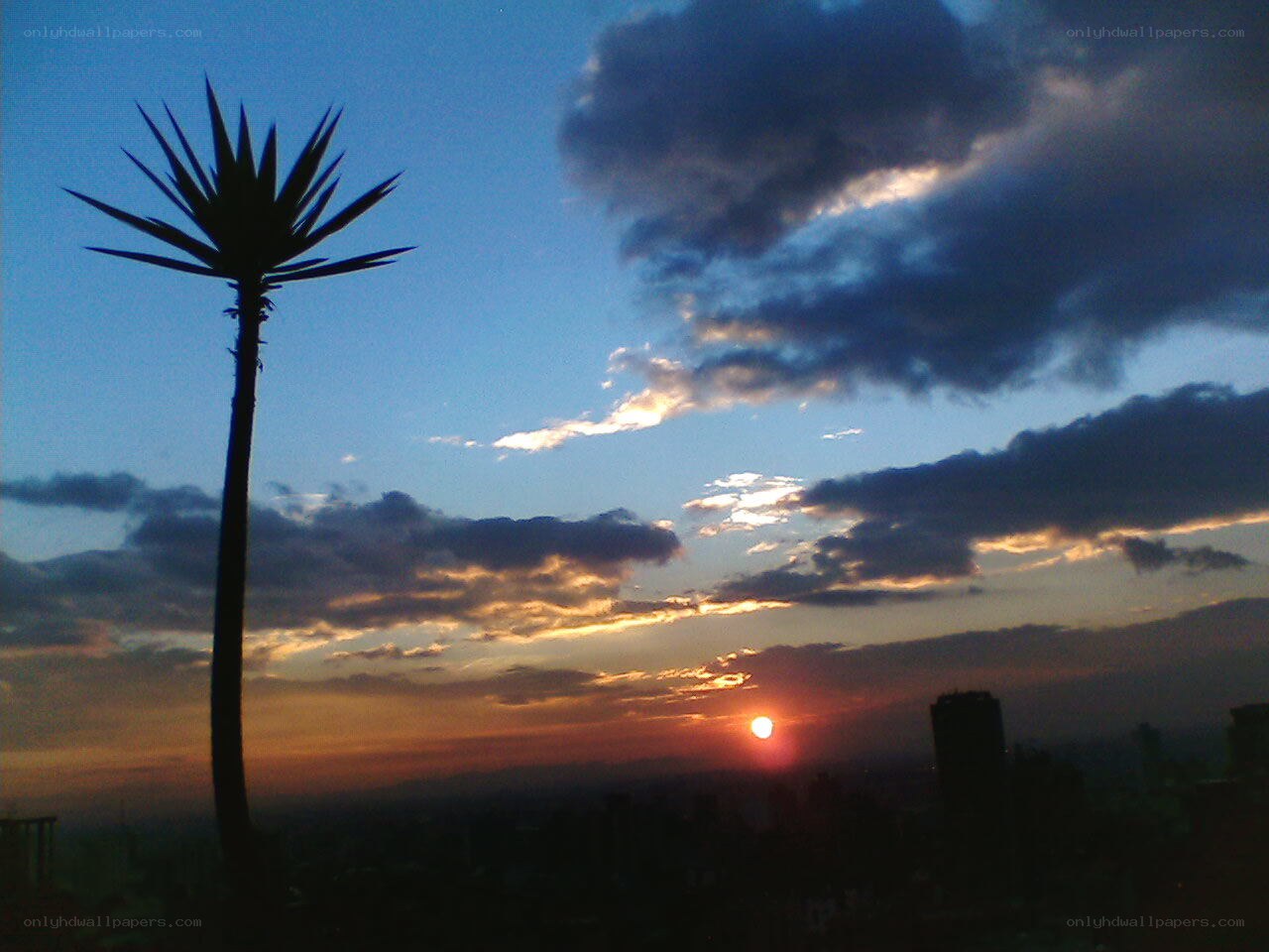 Sunset with palm tree silhouette