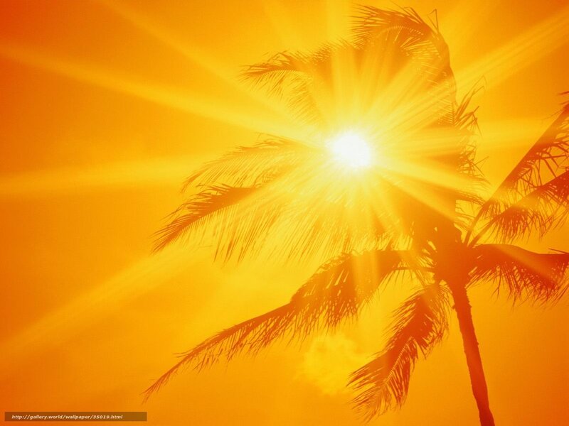 Sunset with palm tree silhouette