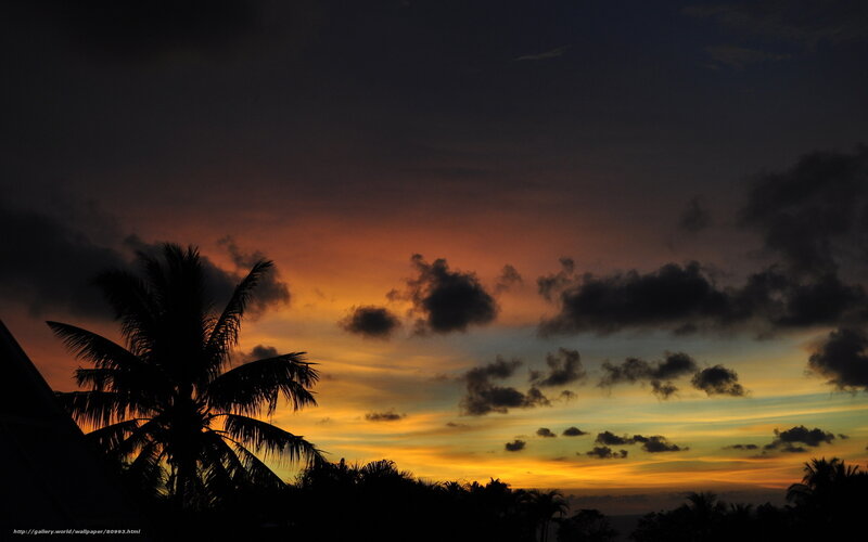 sunset with palm tree silhouette