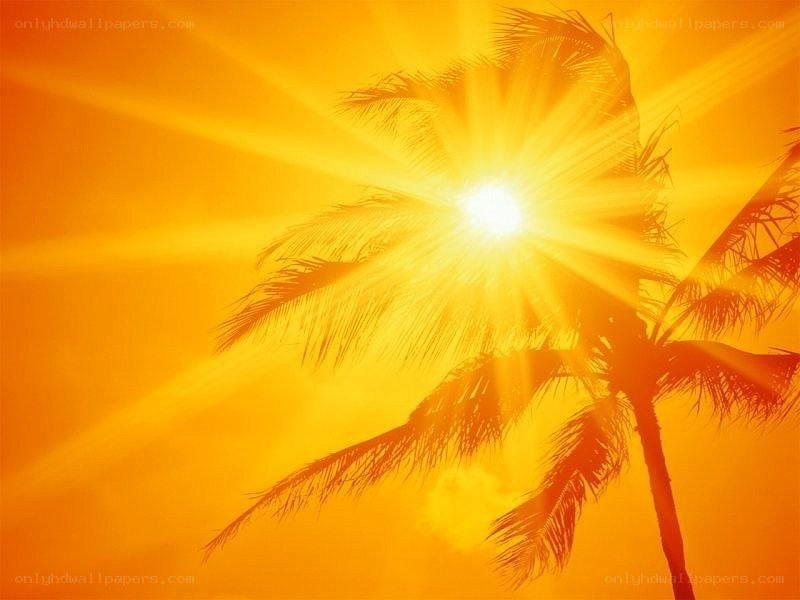 Sunset with palm tree silhouette