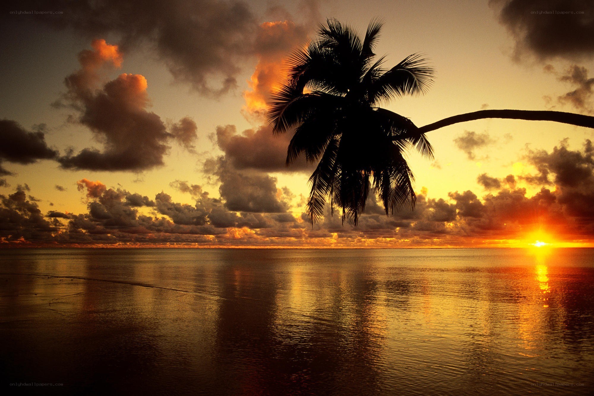 Sunset with palm tree silhouette
