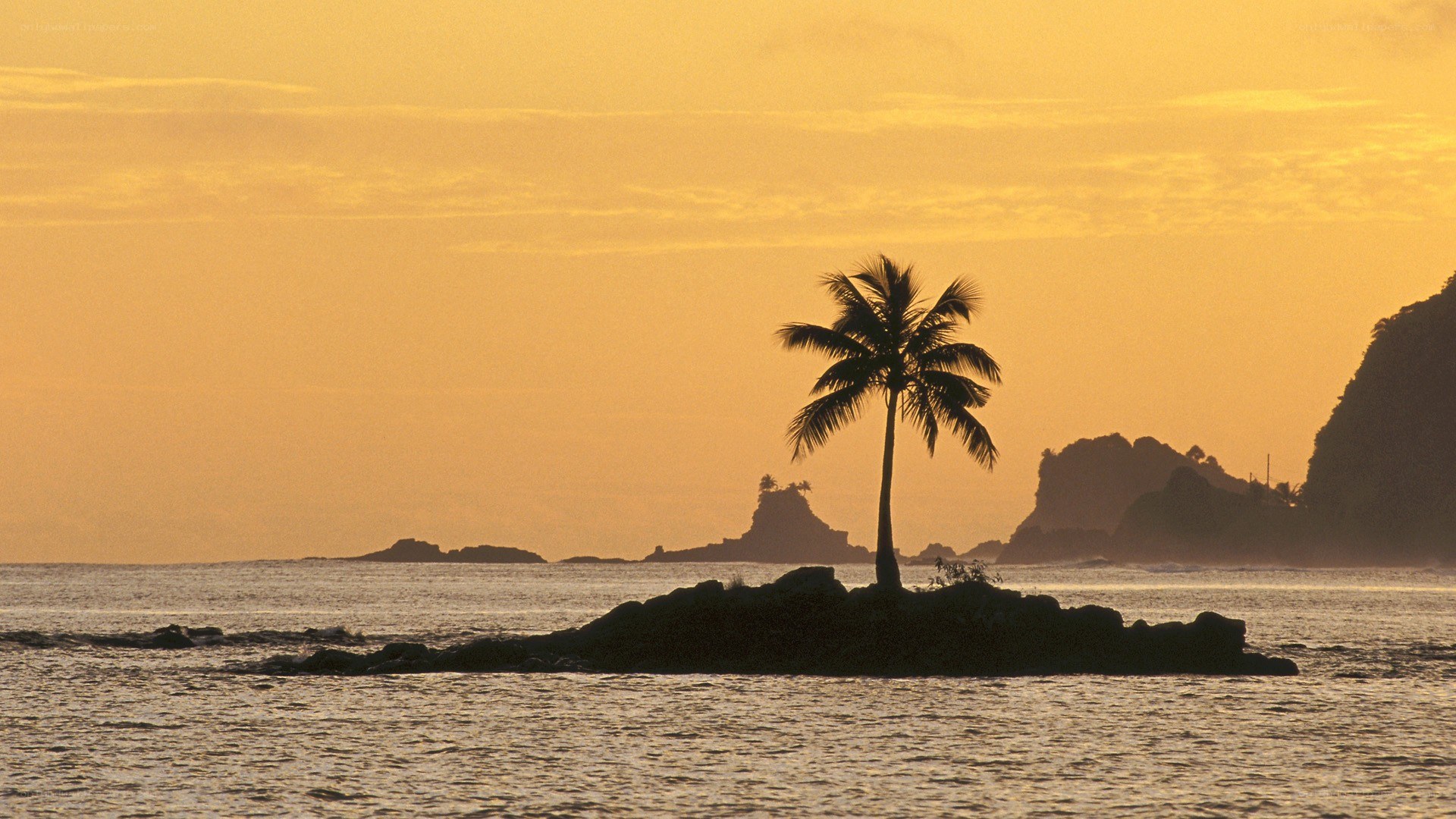 sunset with palm tree silhouette