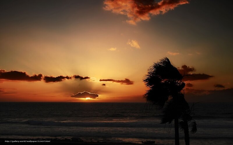 Sunset with palm tree silhouette