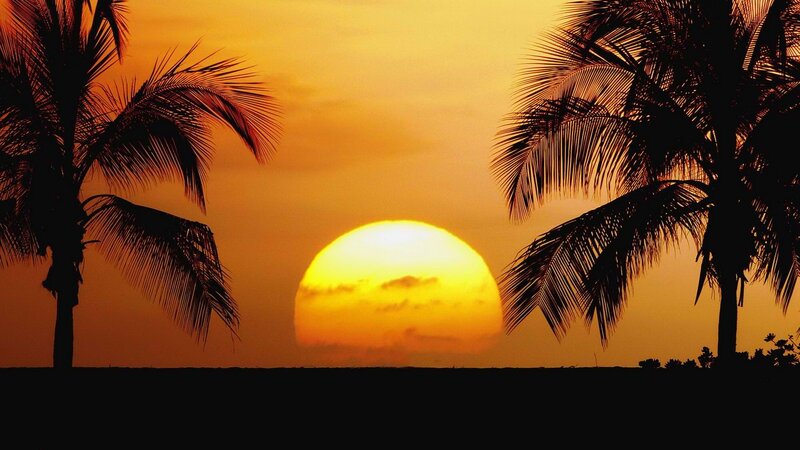 sunset with palm trees