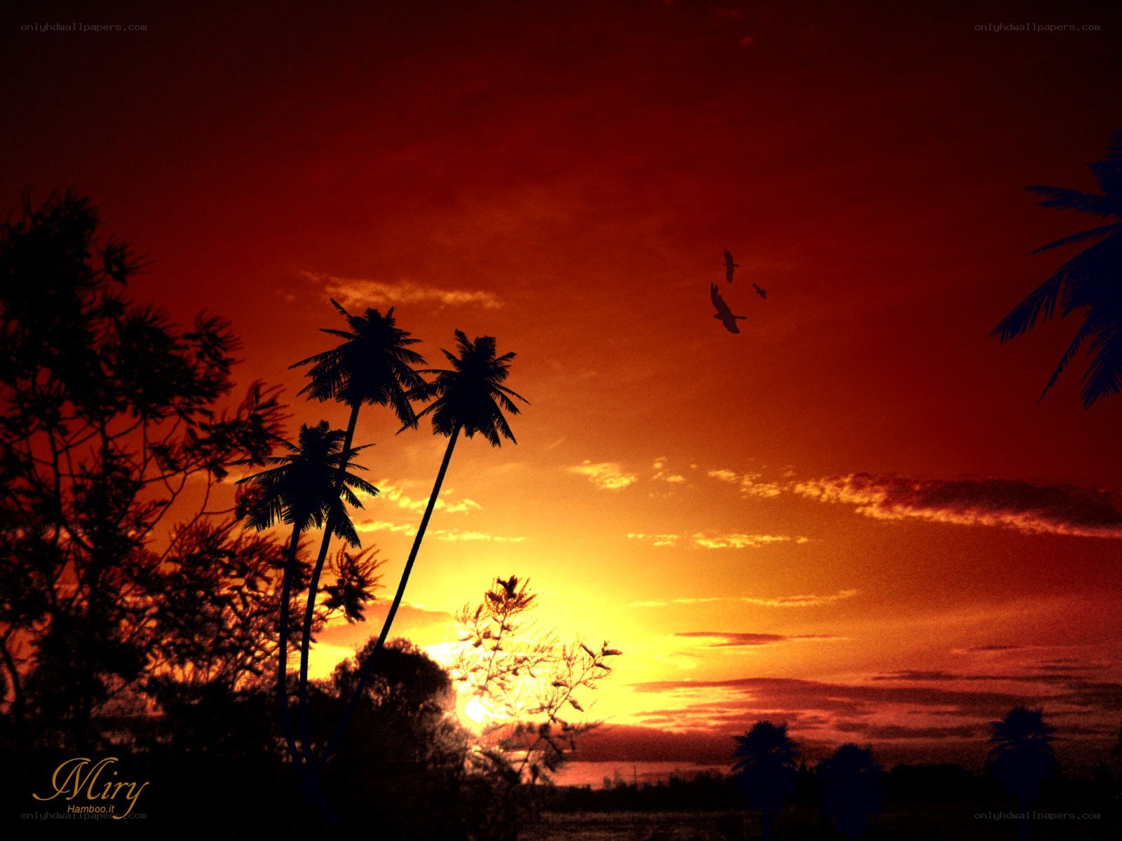 Sunset with palm trees