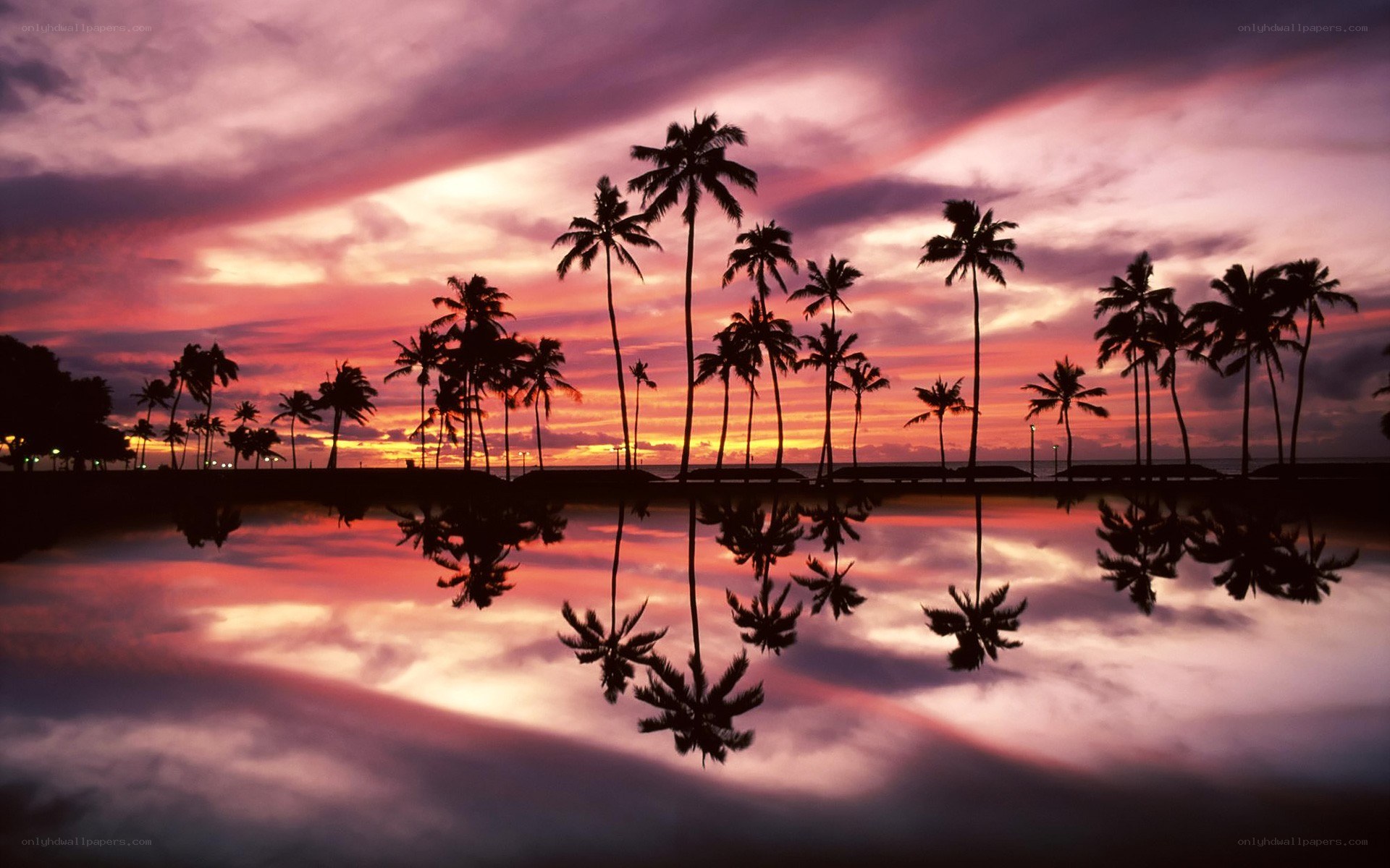 sunset with palm trees
