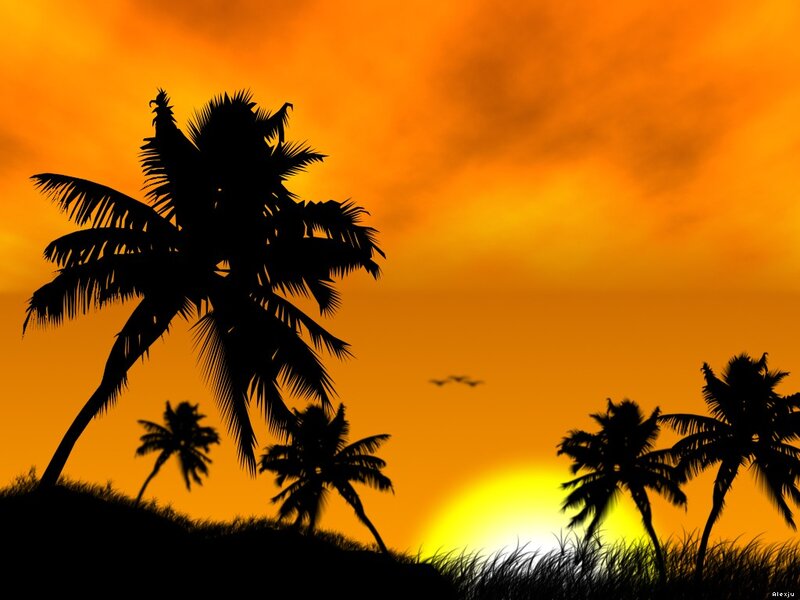 sunset with palm trees