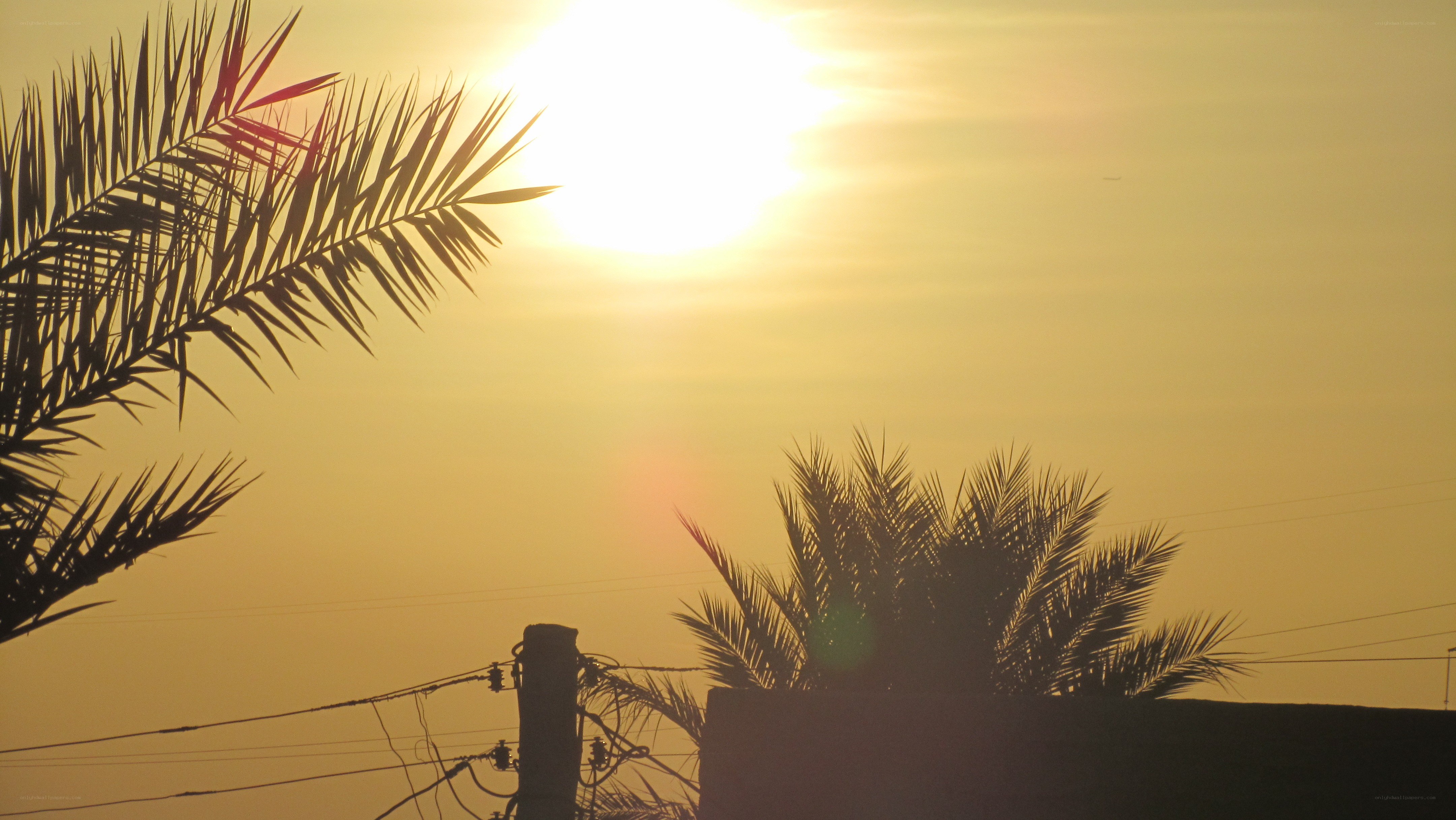 Sunset with palm trees