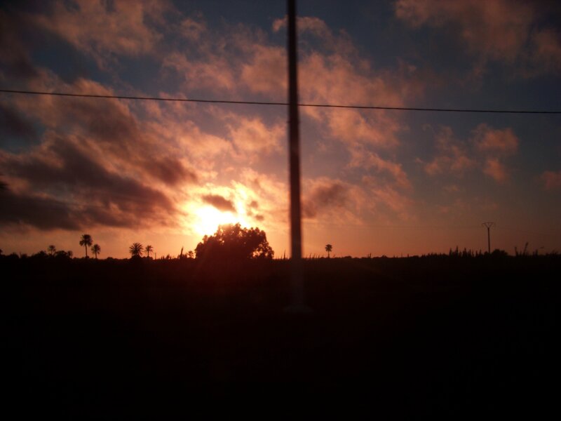 sunset with palm trees