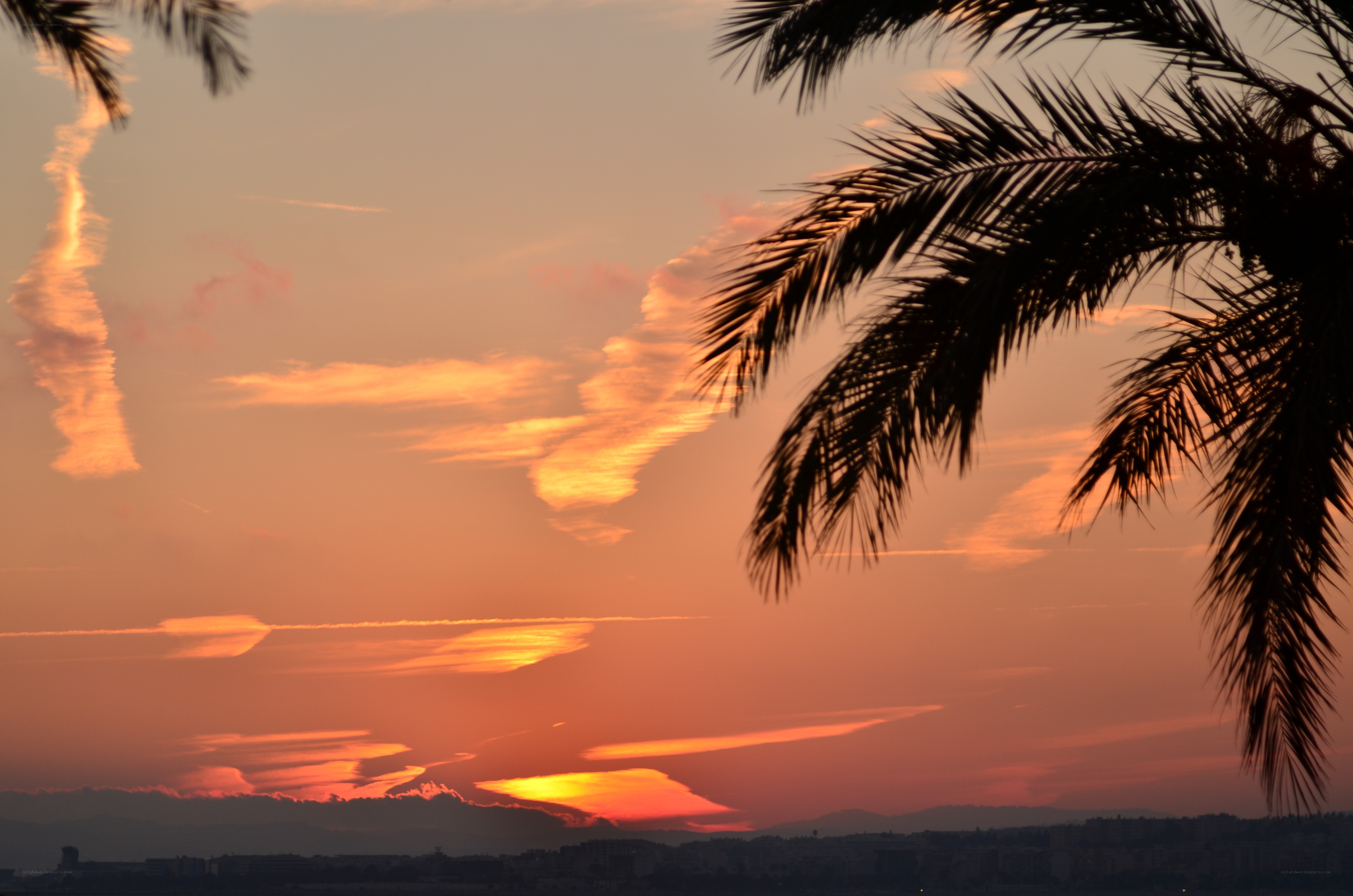 sunset with palm trees