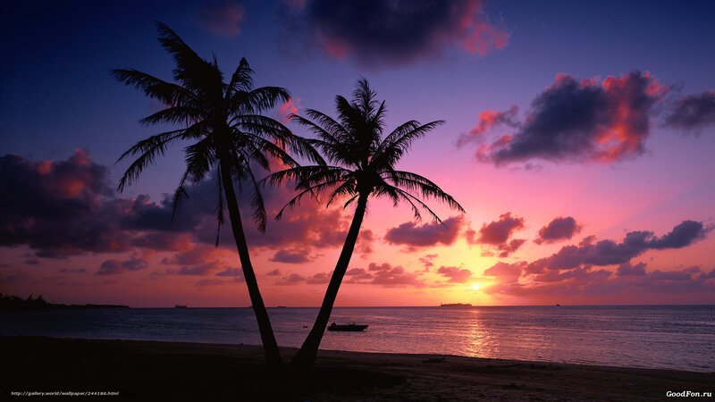 Sunset with palm trees