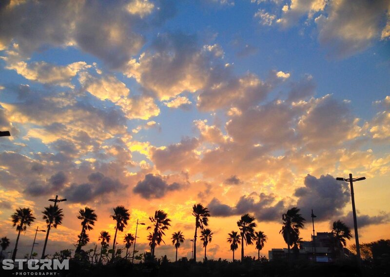 sunset with palm trees