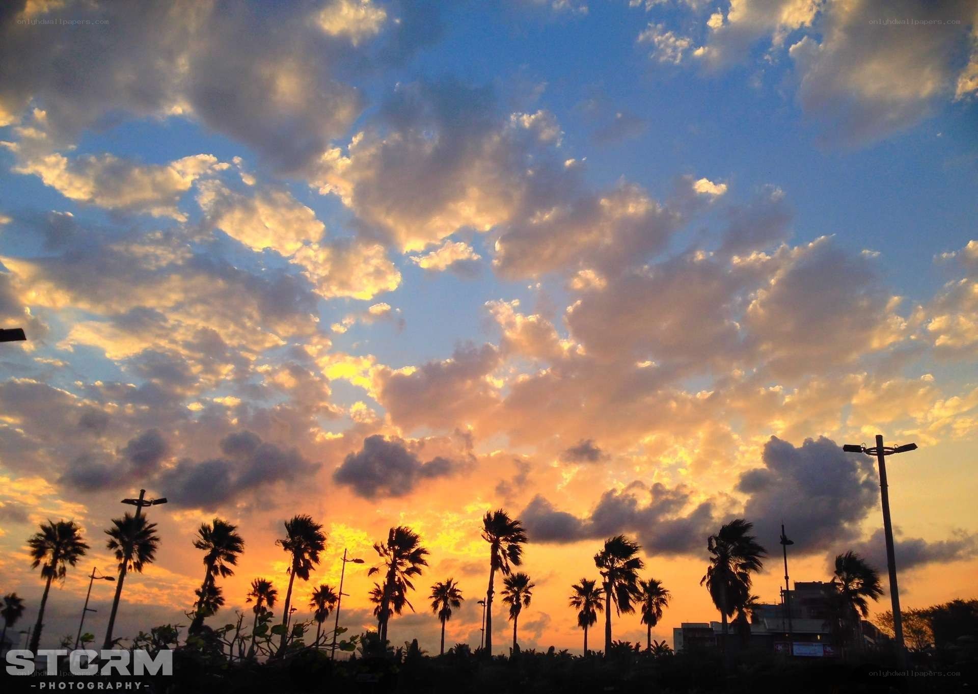sunset with palm trees