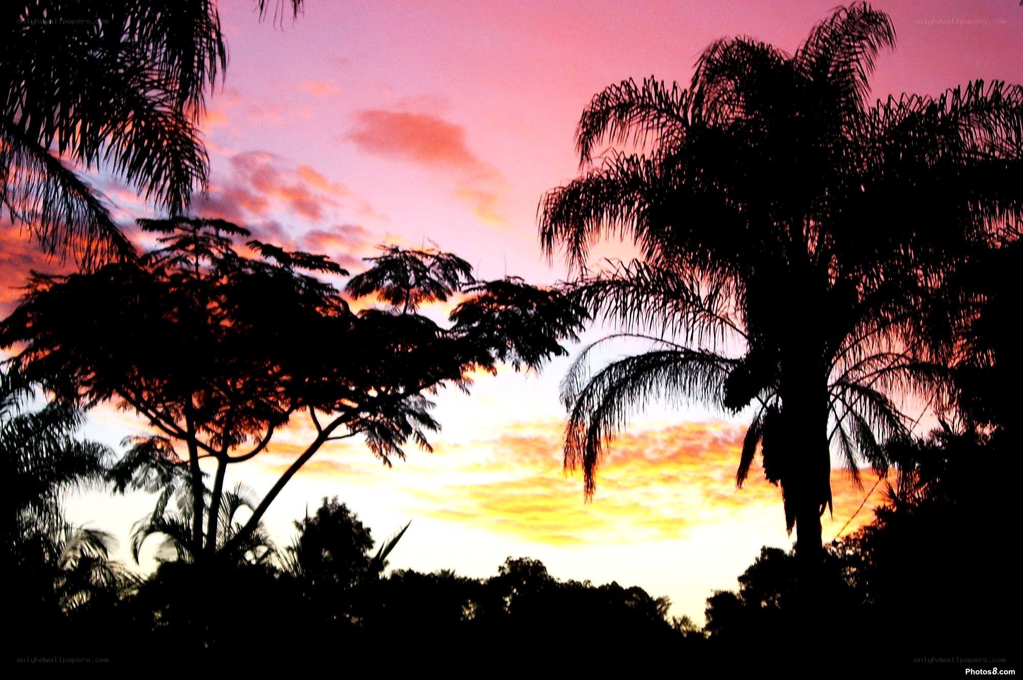 sunset with palm trees