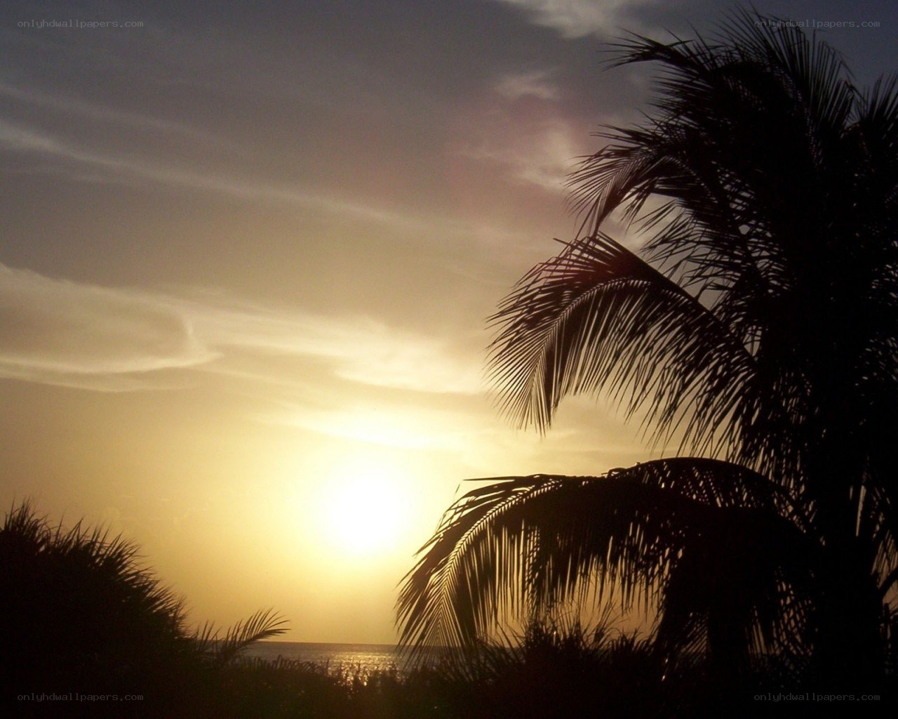 sunset with palm trees