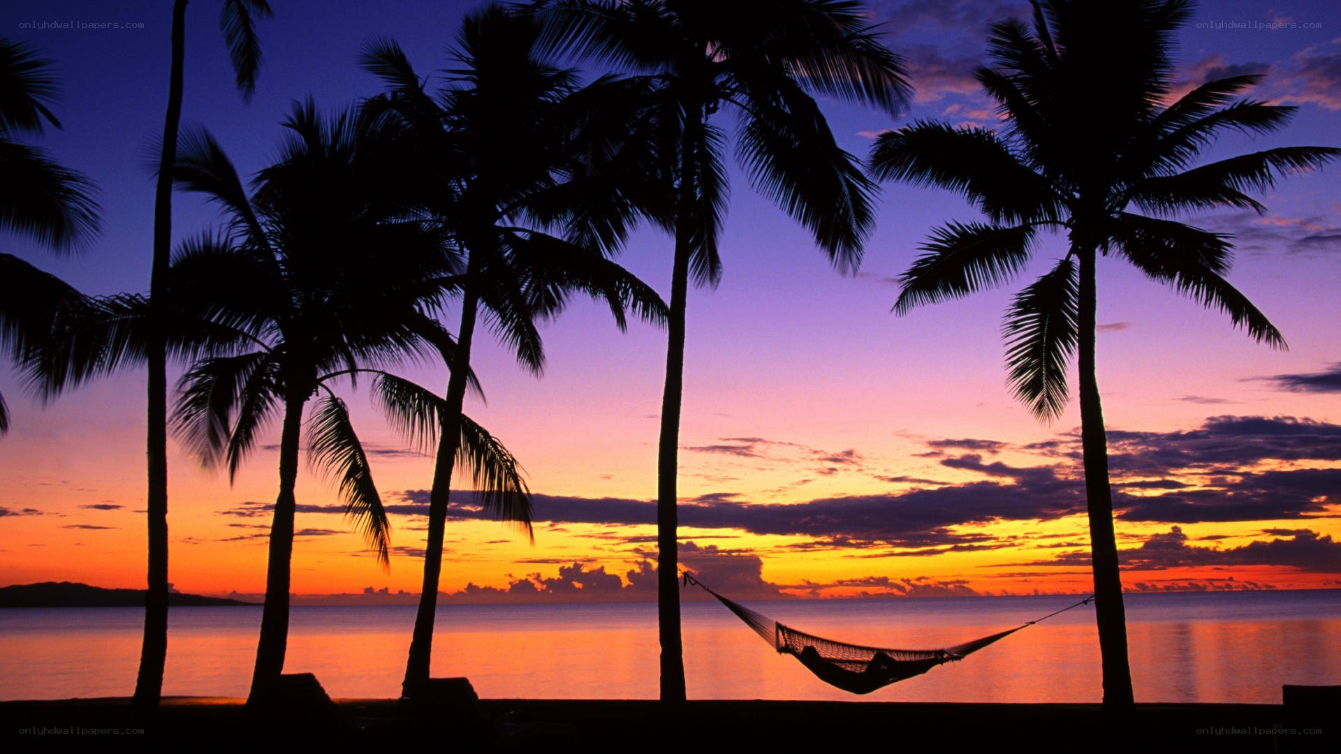 sunset with palm trees and hammock