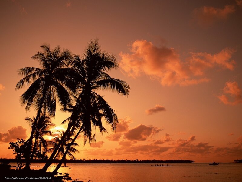 Sunset with palm trees