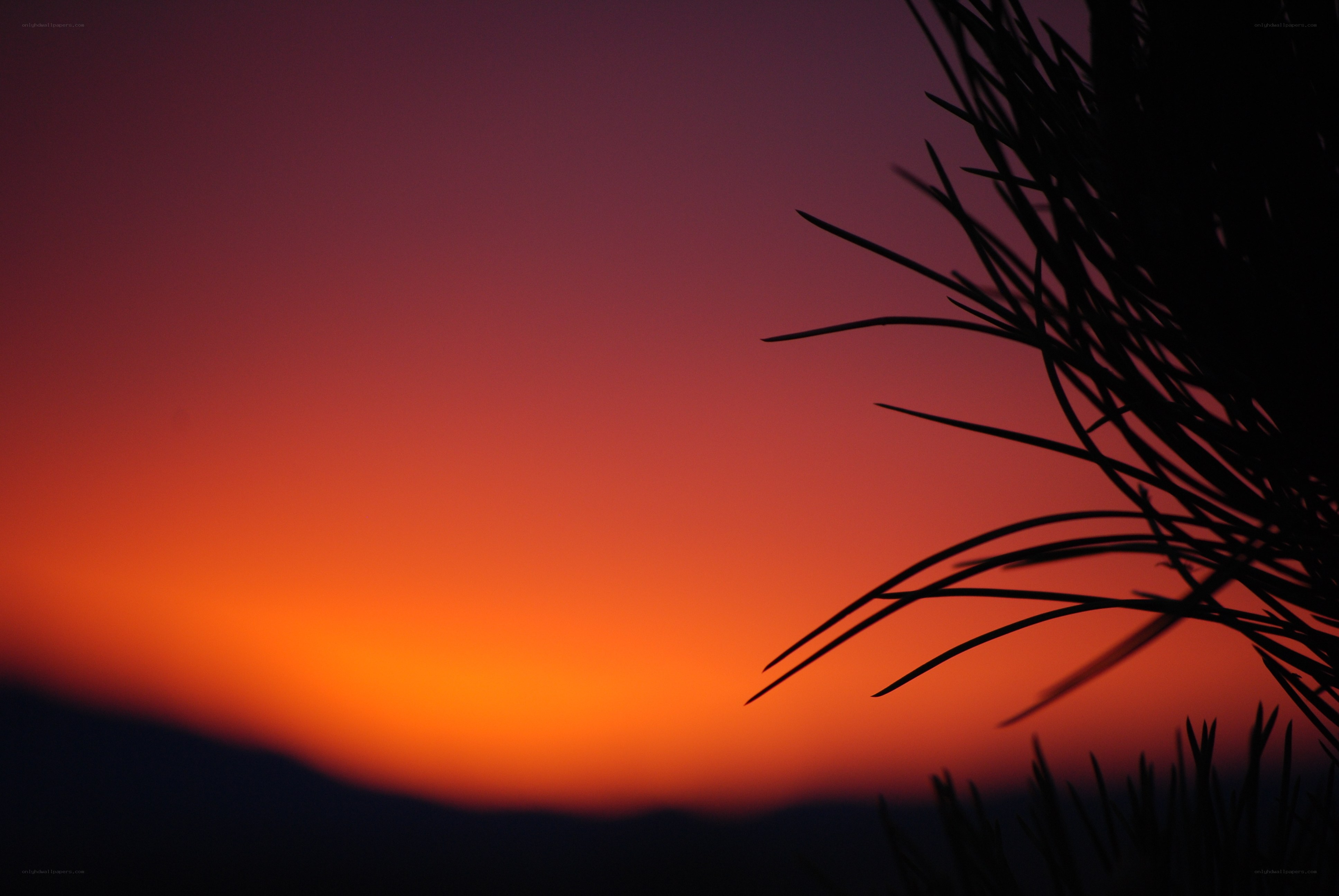 Sunset with pine silhouette