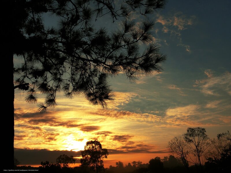 Sunset with pine tree silhouette