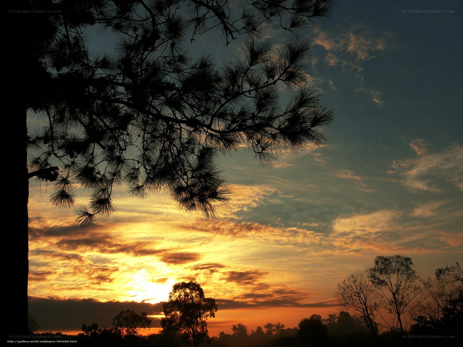 Sunset with pine tree silhouette