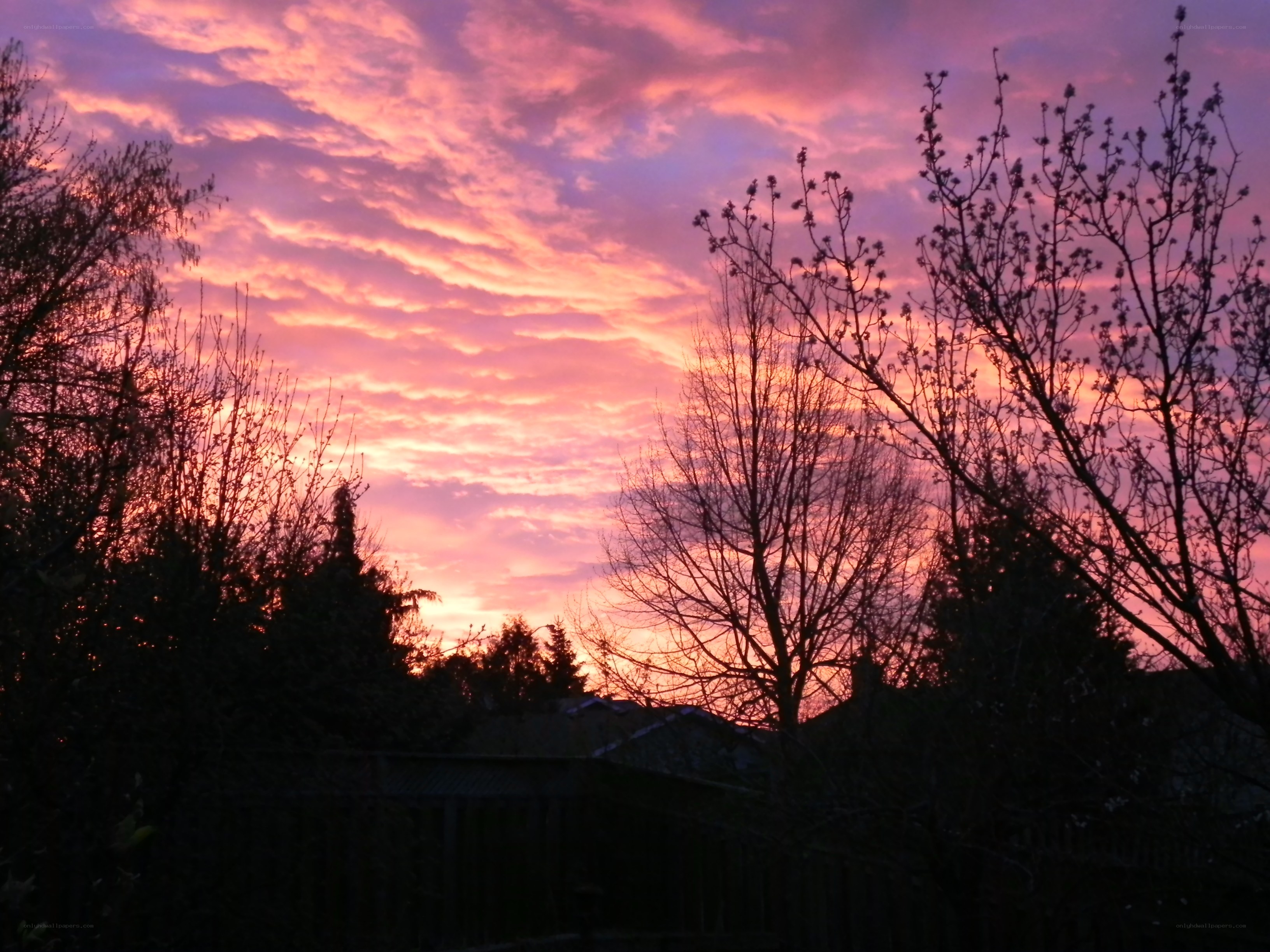 Sunset with pink clouds