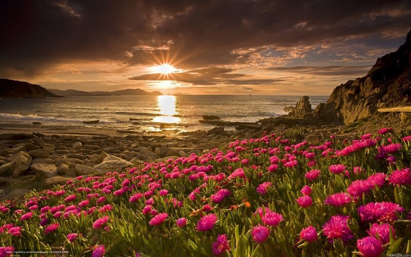 Sunset with pink flowers