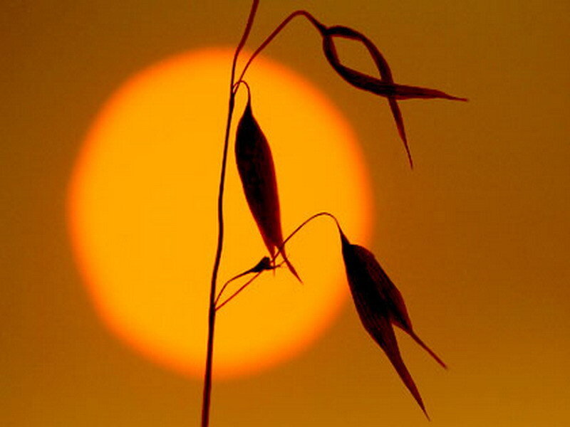 Sunset with plant silhouette