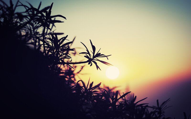 Sunset with plant silhouettes