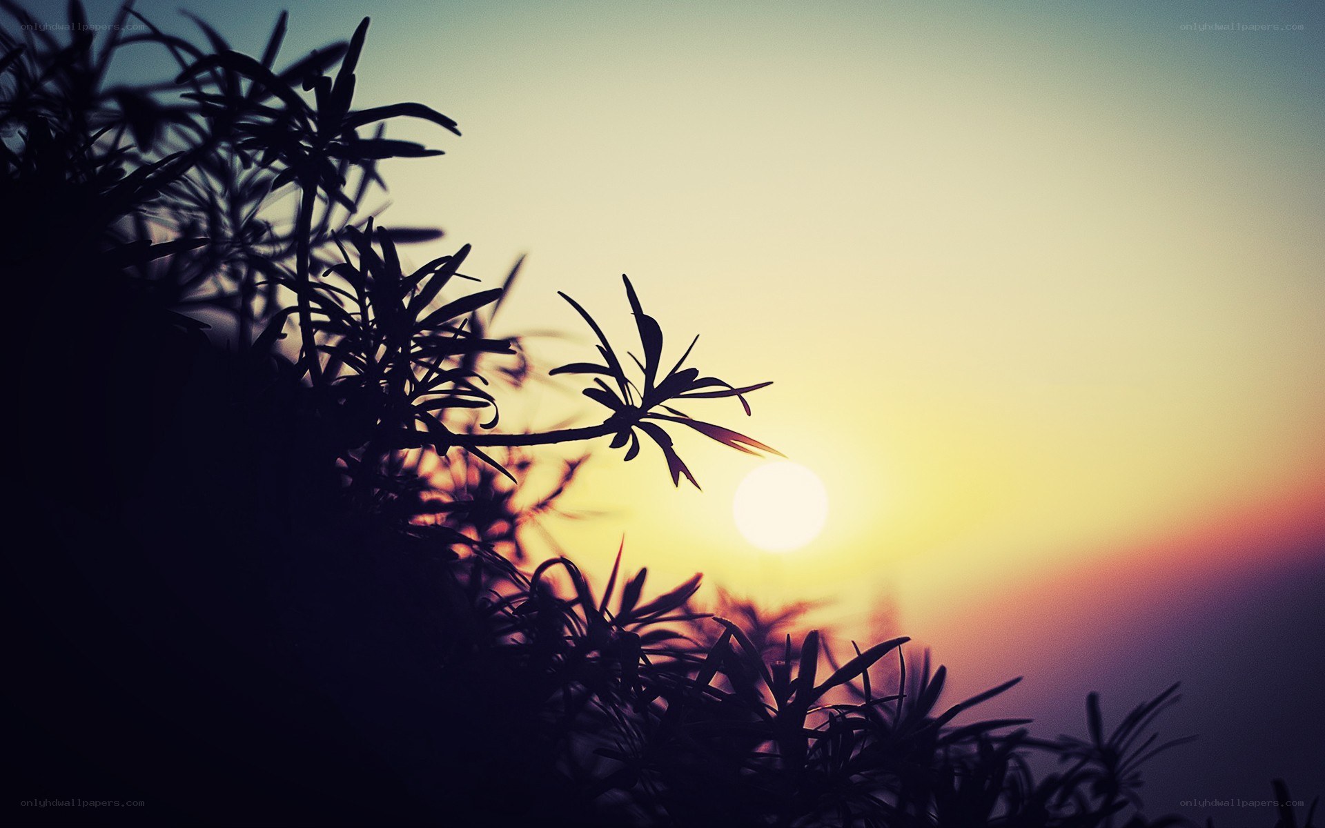 Sunset with plant silhouettes