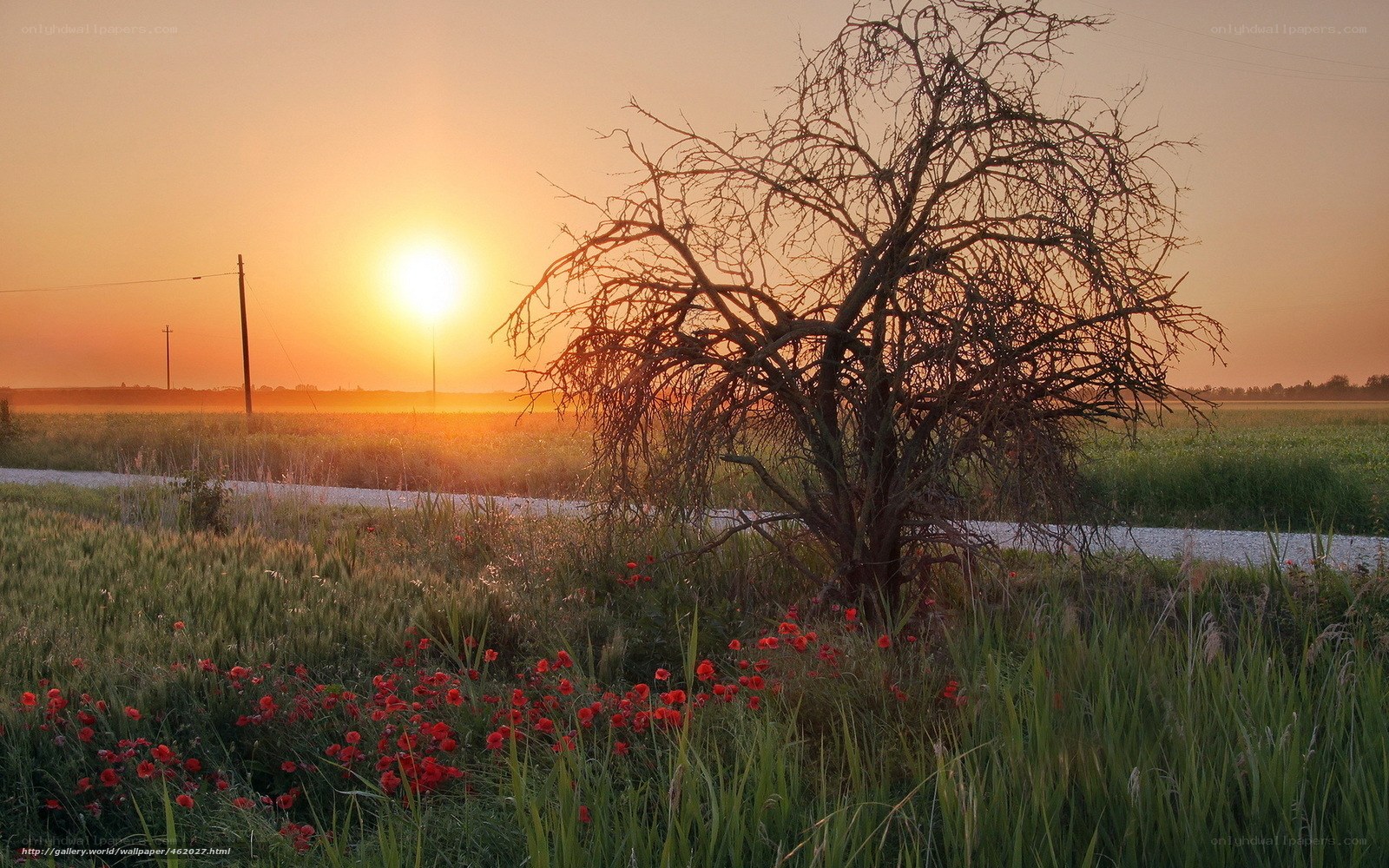 Sunset with poppies and bare tree