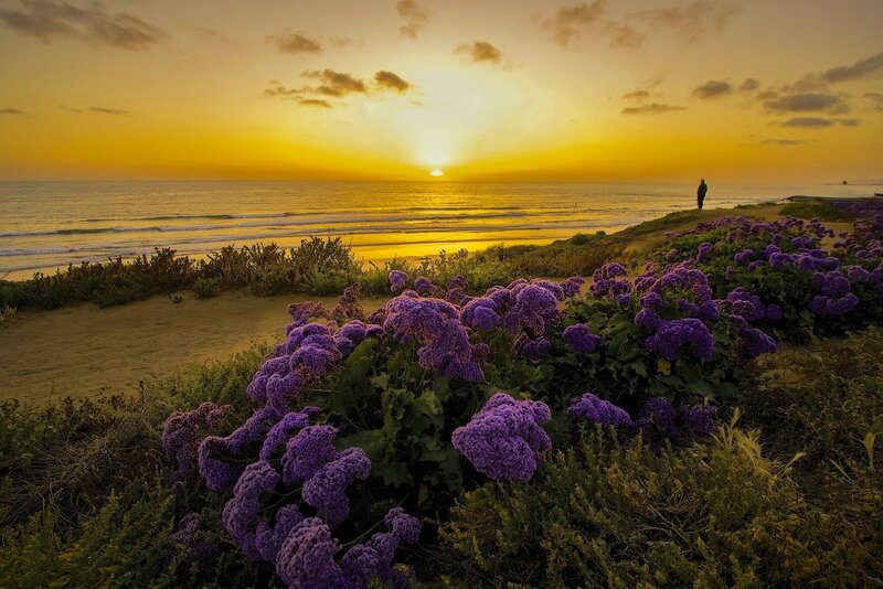 Sunset with purple flowers