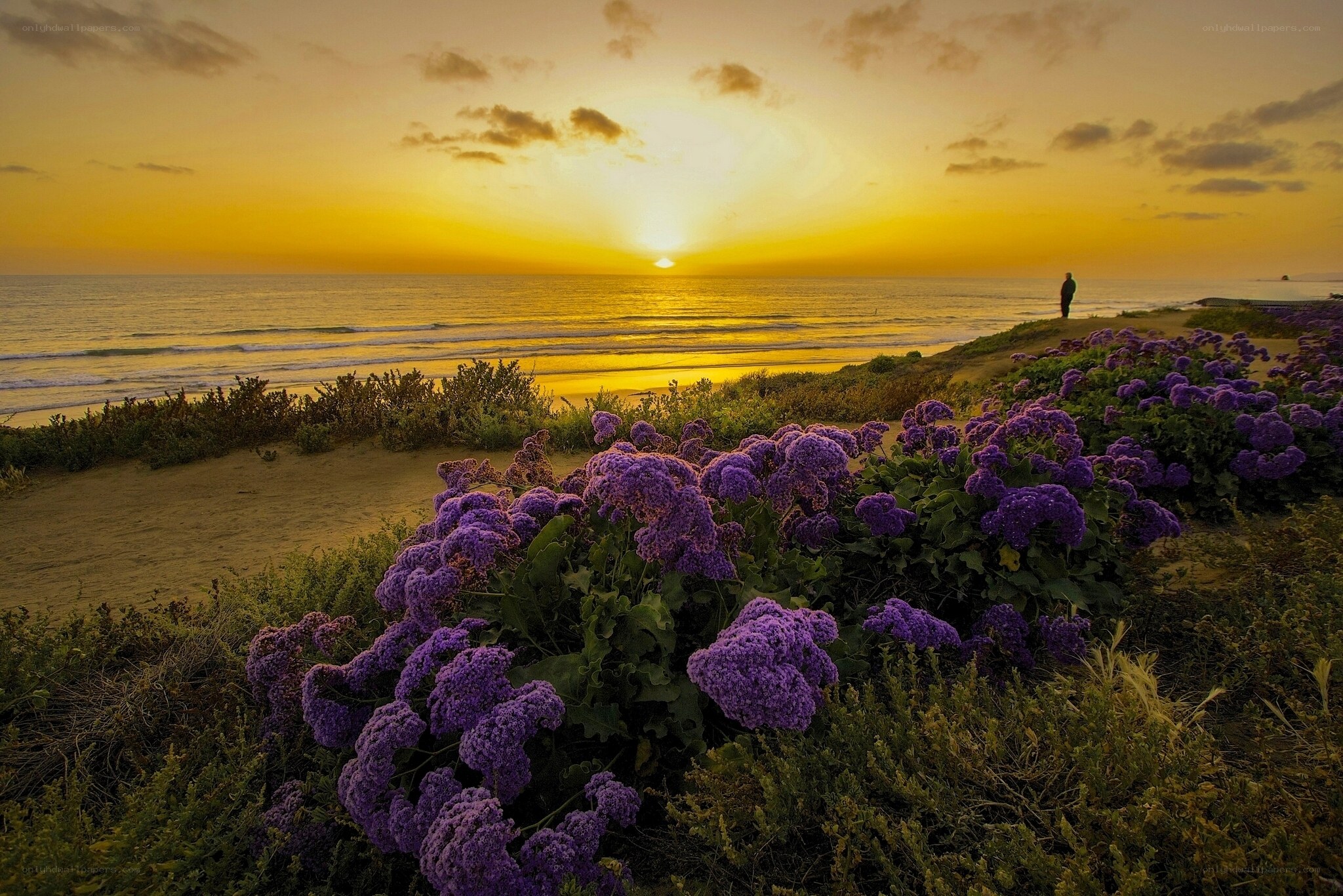 Sunset with purple flowers