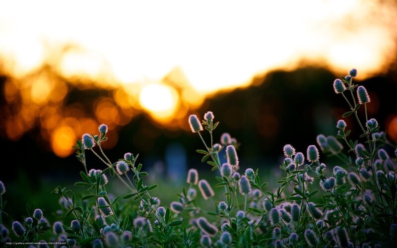 Sunset with purple flowers