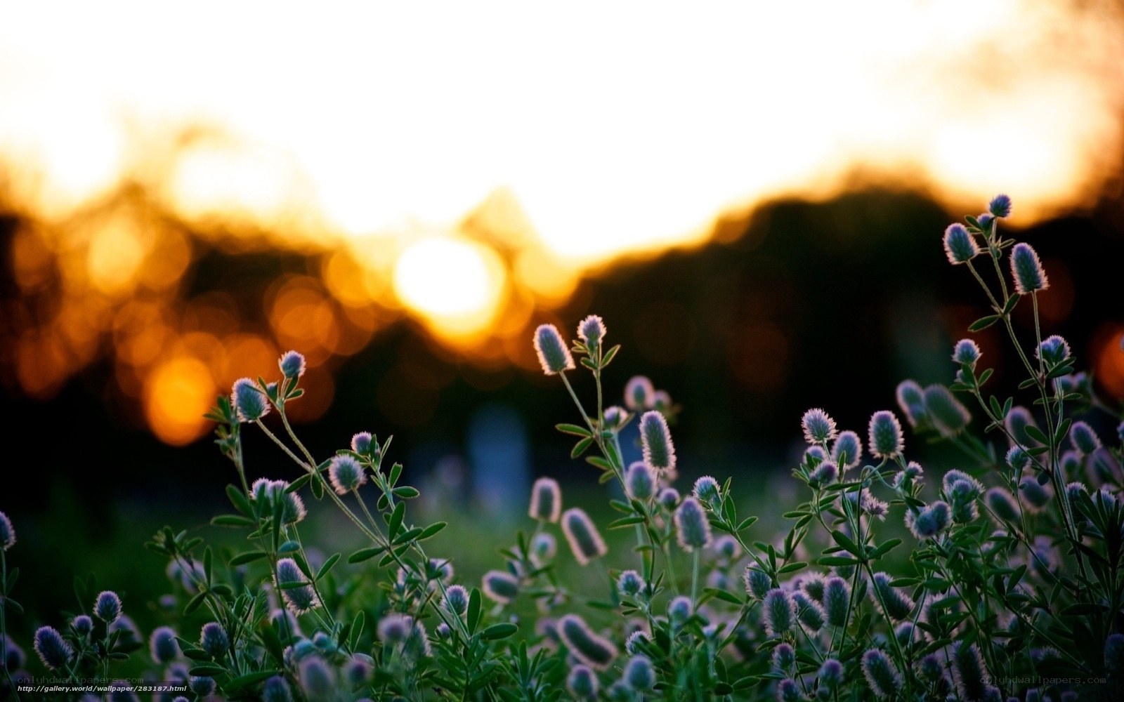 Sunset with purple flowers