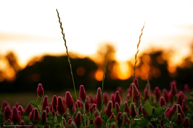 Sunset with red clover flowers