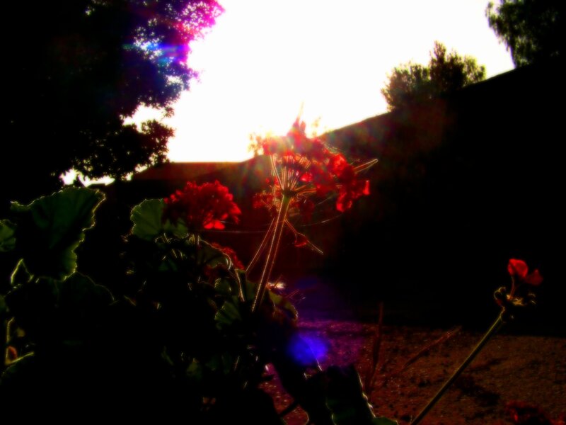 Sunset with red flowers