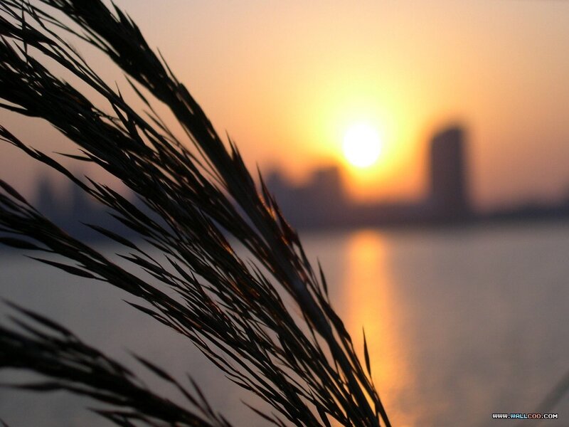 Sunset with reeds in foreground